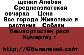 щенки Алабая (Среднеазиатская овчарка) › Цена ­ 15 000 - Все города Животные и растения » Собаки   . Башкортостан респ.,Кумертау г.